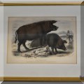 A63. Hermann Eichens pig lithograph. 